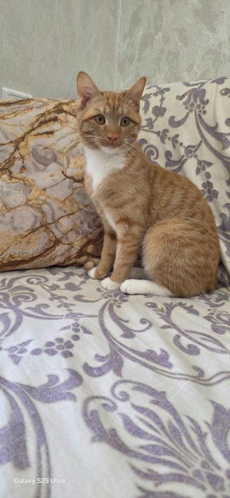 Рыжий Котёнок.Отдам в добрую семью!
