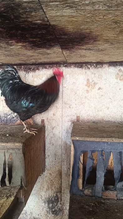 Продам молодых петухов