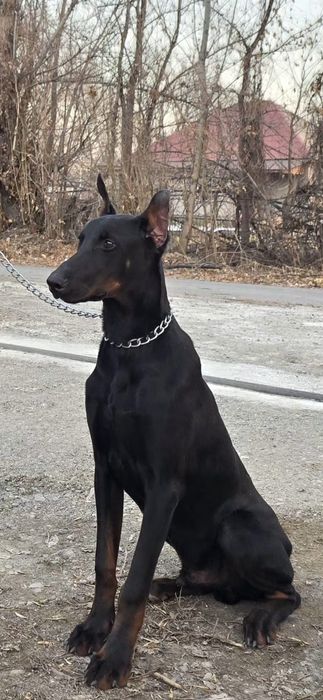 Щенок высокласный Доберман