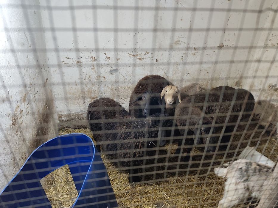 Uy sharoitida boqilgan qo‘ylar sotiladi