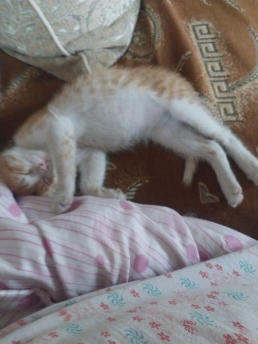 Потерялся котёнок