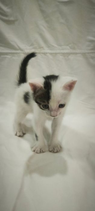 Котята пятнистые