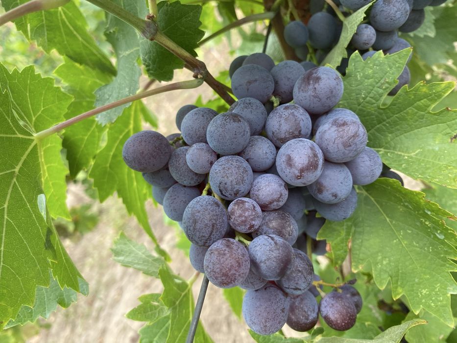 Butasi vita de vie!!!