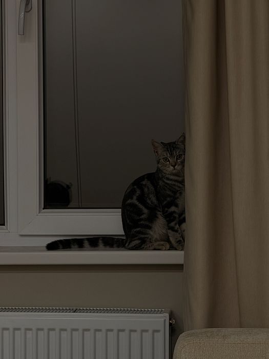 Продам бенгальского кота