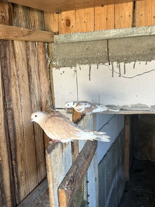 Vand pereche fazani auriu pe rosu , plus altele