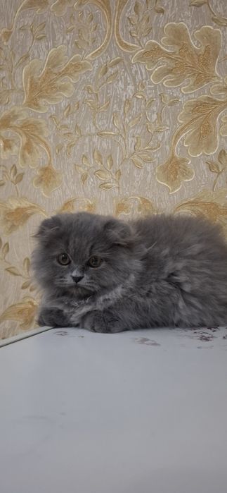 Мушугимиз сотилади