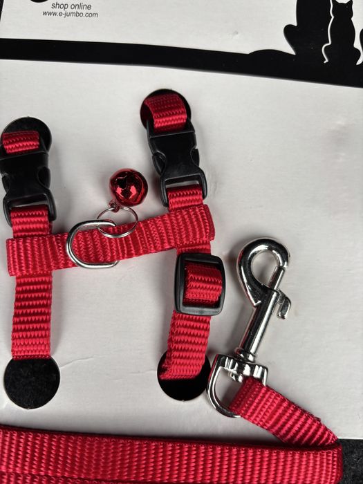 Zgarda si lesa catelusi di pisici