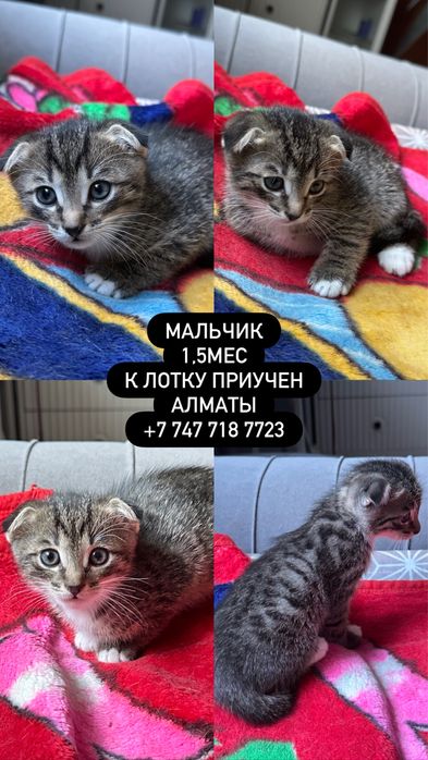 Котенок 1,5 мес в добрые руки