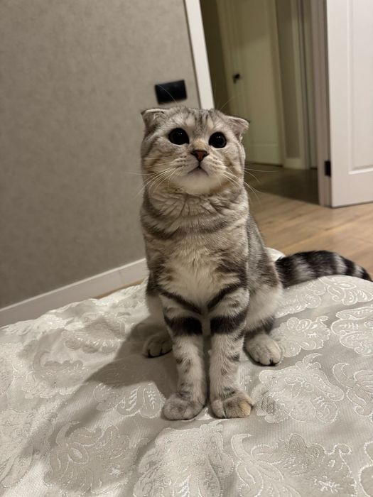 Вислоухий котенок
