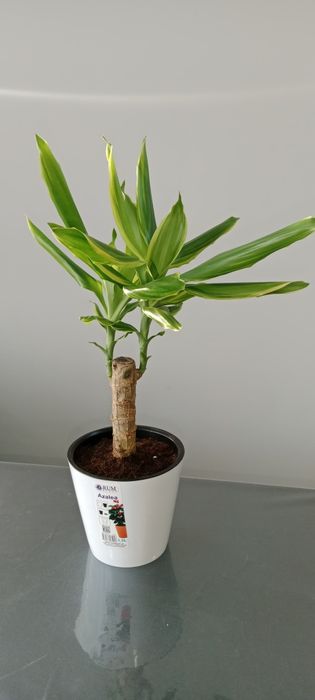 Домашние растения, Хонаки гуллар