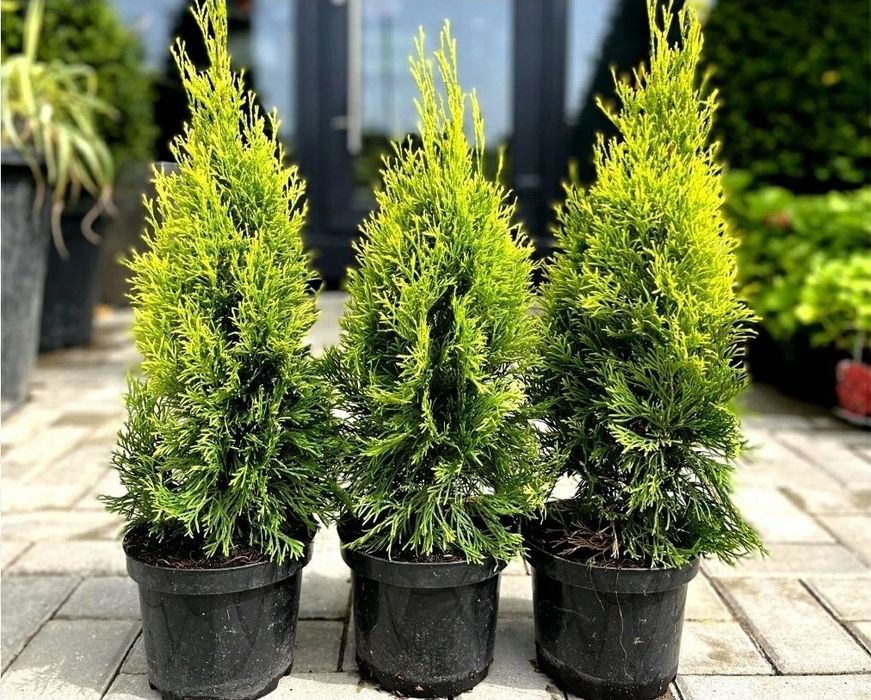 Tuia Smaragd la Ghiveci 
70/90 cm =40 Lei 
100/120 cm =50 Lei 

Creste