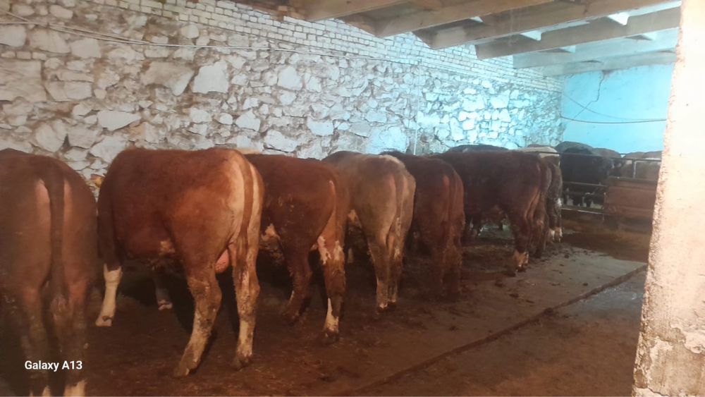 Откоомленные бычки и телочки