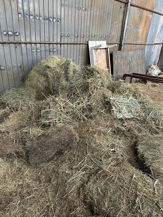 Бірінші орым шөп шашылған