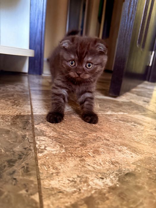 Шотландски клепоухи котета