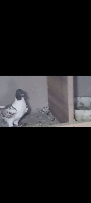 Голуби птицы 4шт