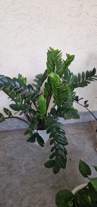 Продам замиакулькас или денежное дерево!