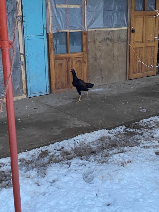 Бойцовый   курица