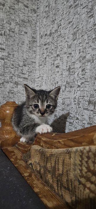 Котята ищут хозяев