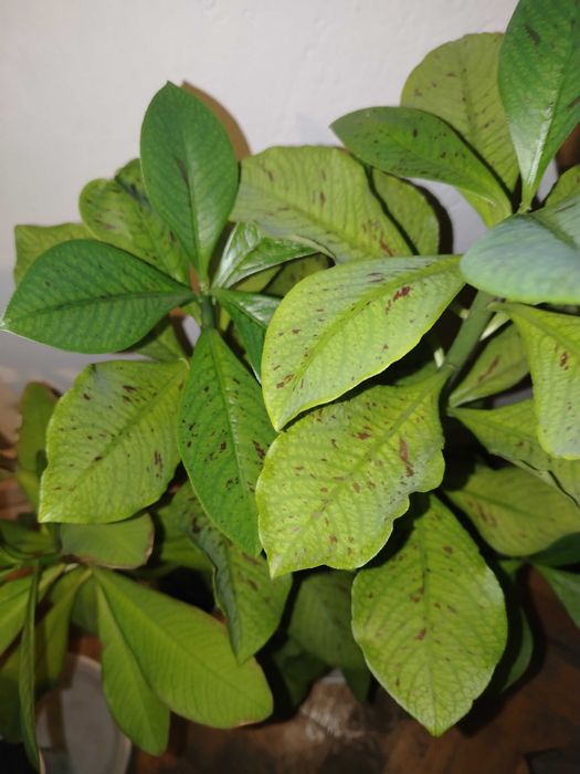 Стайни цветя различни видове