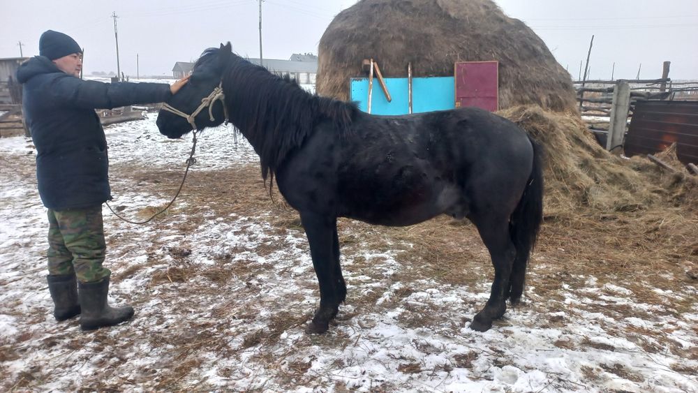 Айғыр. Жеребец. Айғыр