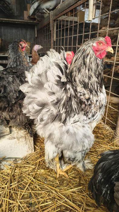 Vând cocoși Brahma