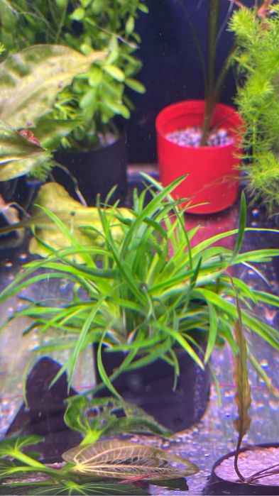 Аквариумные растения