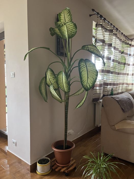 Plante ornamentale - Dieffenbachia & Dracaena