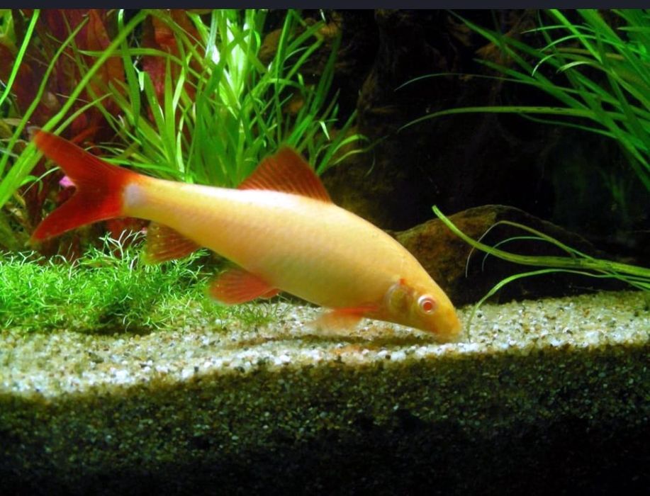 Рыбки для акварюма