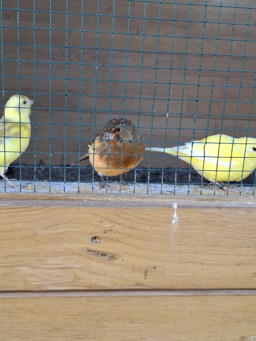 Canari de cântec