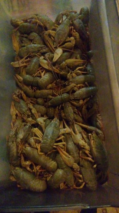 Раки живые и вареные