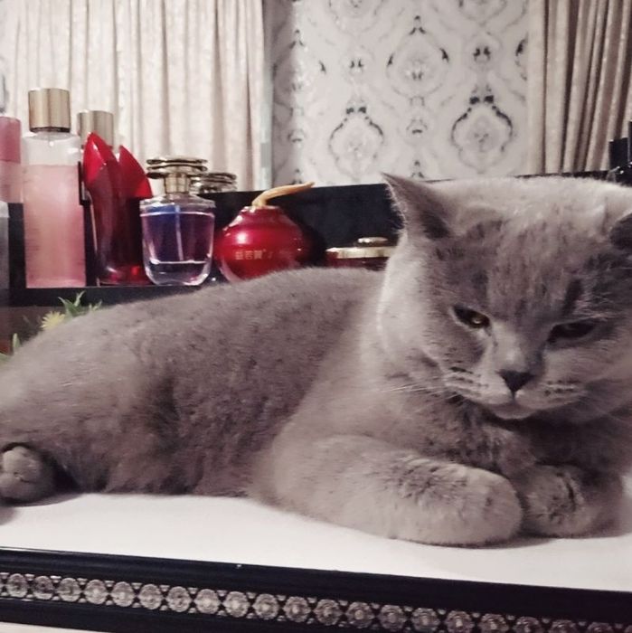 Mushugimiz 100%soglom va kafolat beriladi