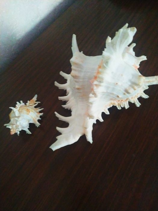 Ракушки крупные, мелкие