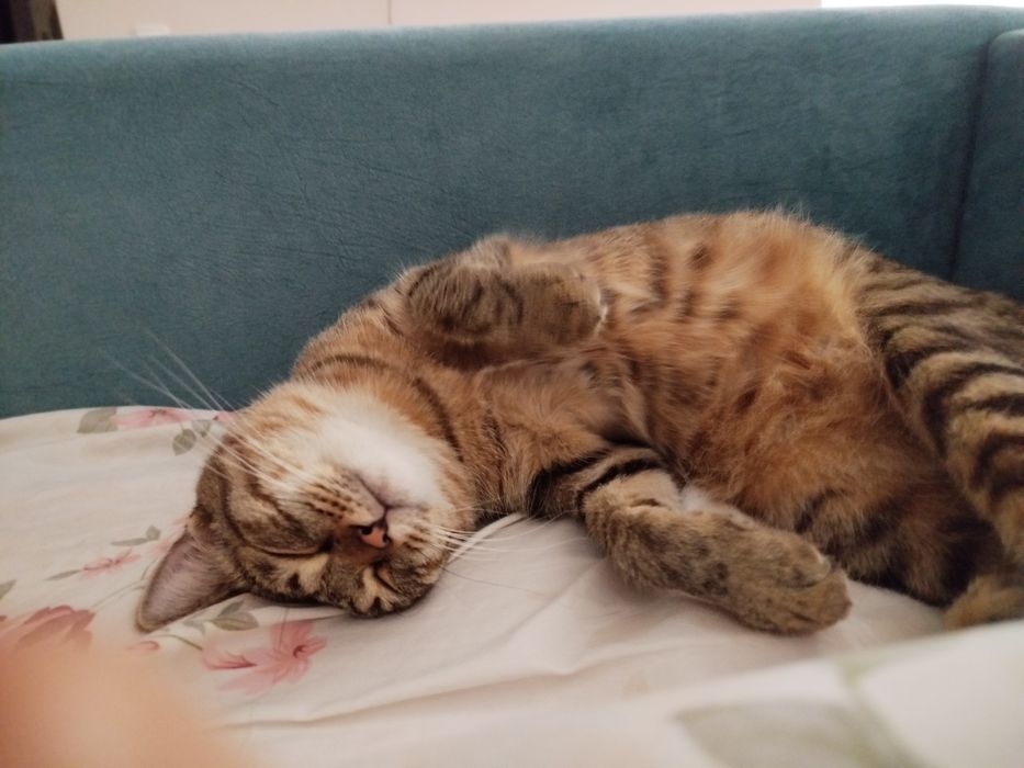 Кошка (стрелизованная)