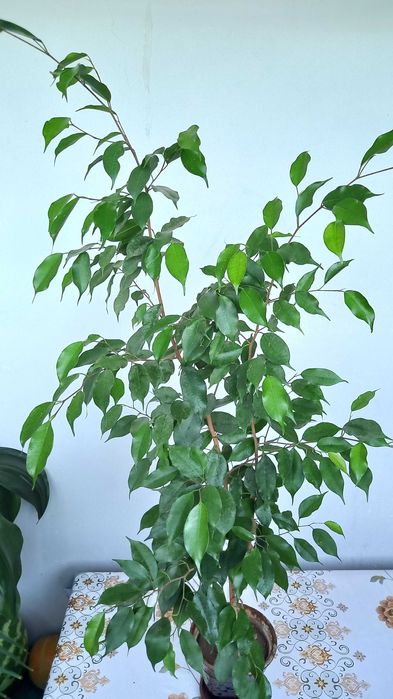 Фикус бенджамина (рост - 0,8 метр)
