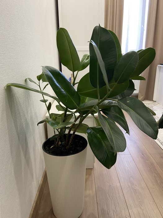 Продам фикус с кашпо