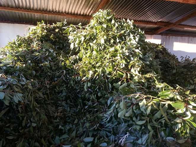 Био Камфор  за пчели  (равинцара ойл )