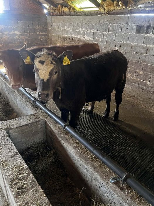 Vând 8 vitei la kg 20 lei