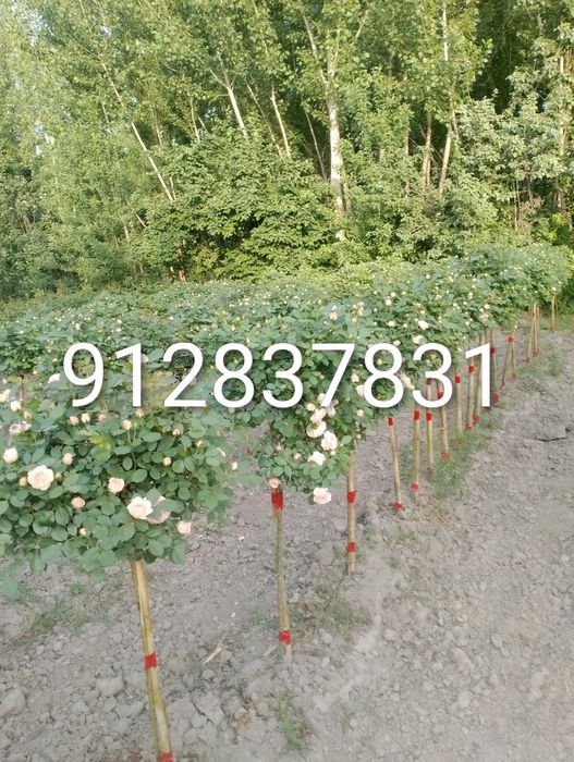 Дехкончилик гарантия качества