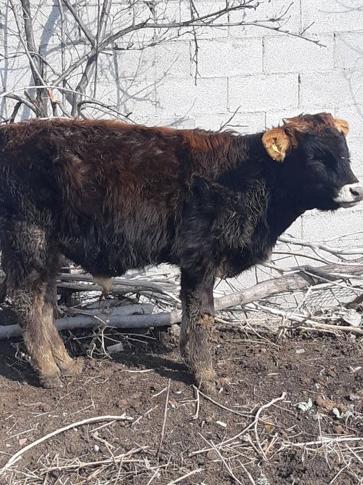 Продам быков 1г - 9мес