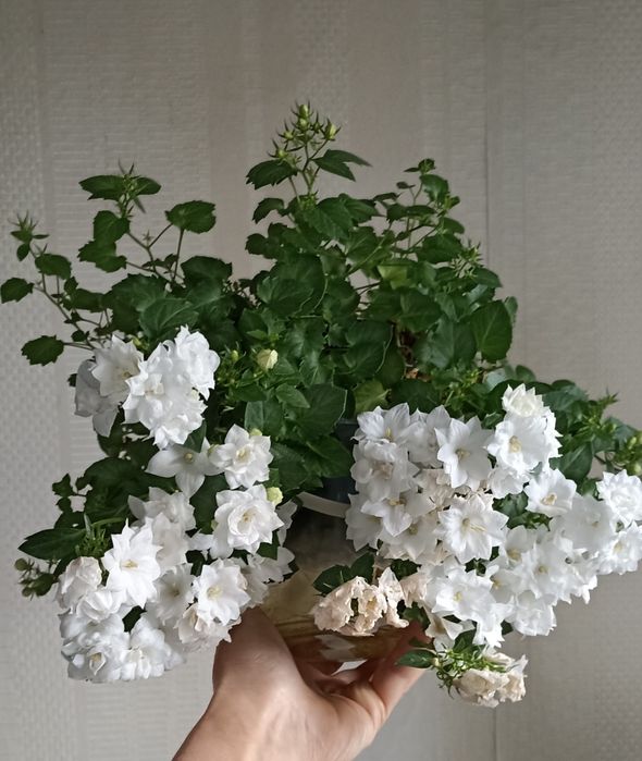 Укоренёные черенки кампанулы