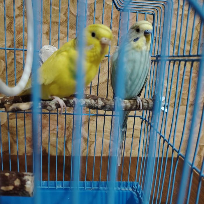 Волнистые попугаи