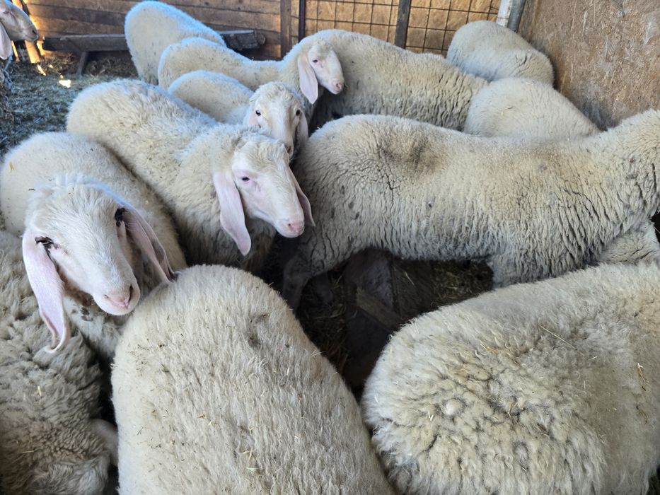 Mielute si berbecuti bergamasca