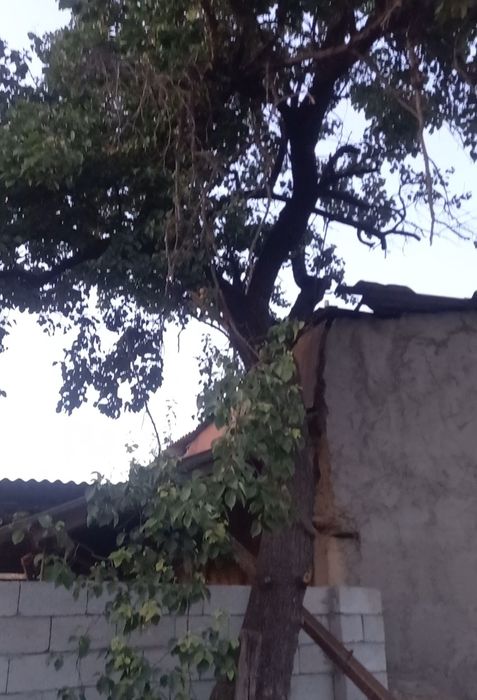 Дерево урюк на дрова