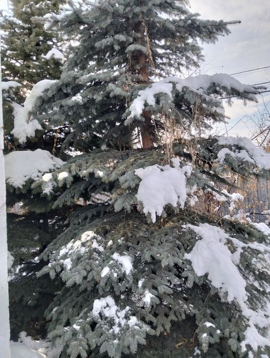 Продам ели голубой и зелёный