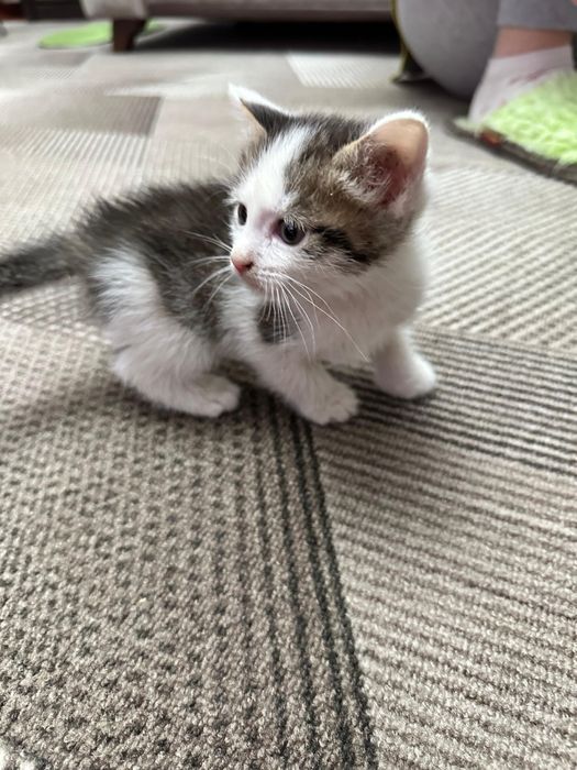 Котята в добрые руки!
