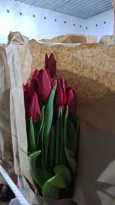 Тюльпаны оптом и в розницу