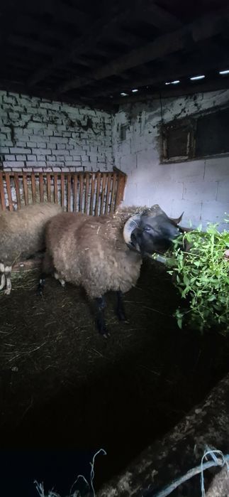 Коч само за ценители