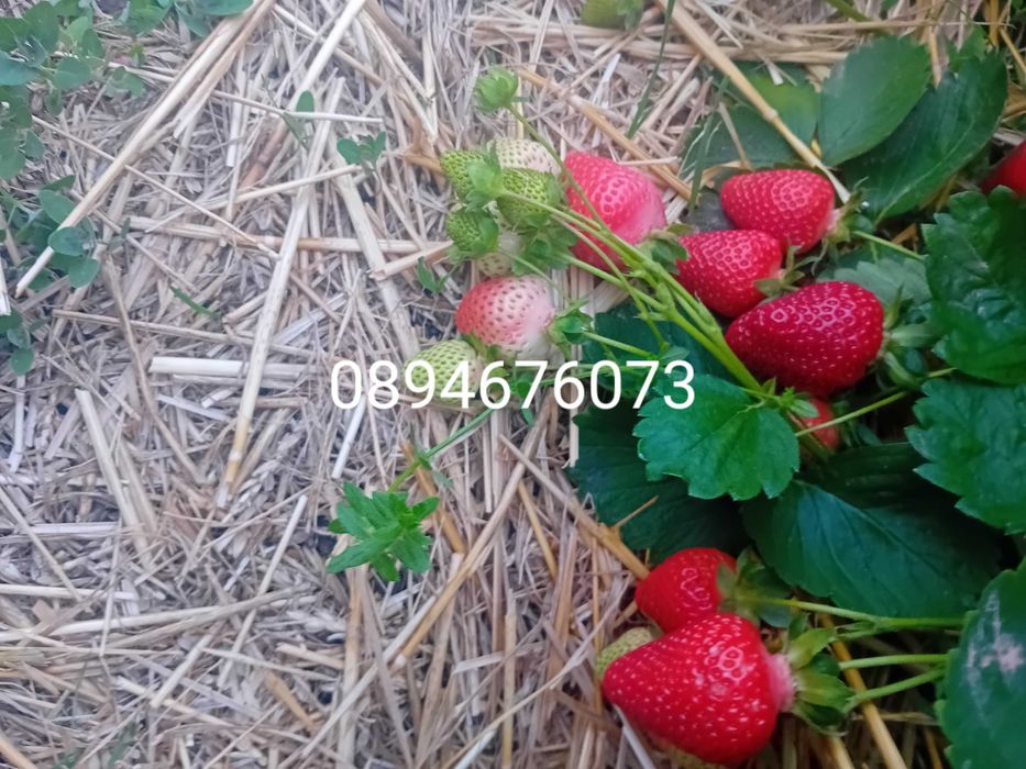 Продавам разсат ягоди