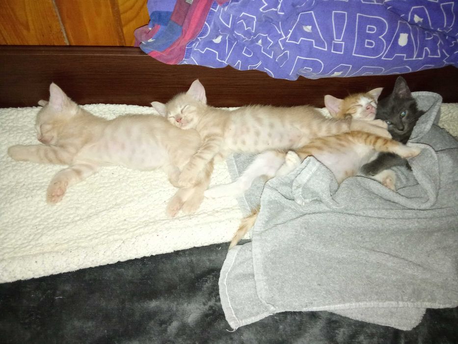 Котенца от Каварна тирсят дом