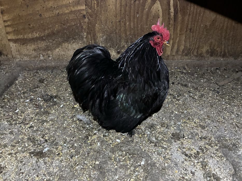 Cocosi cochinchina pitic